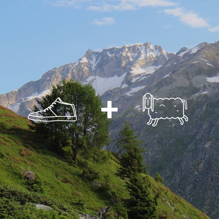 Sheep Friday in Partnership with ProSpecieRara